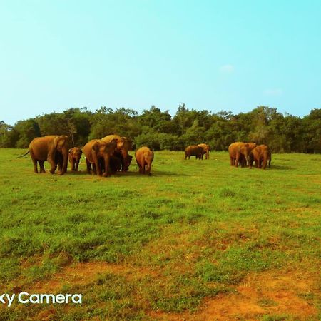 Minneriya Jeep Safari ハバラナ エクステリア 写真
