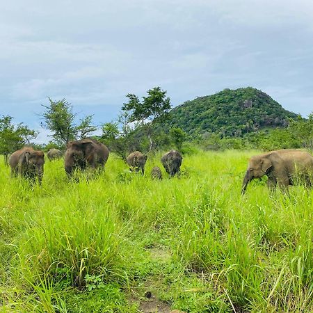 Minneriya Jeep Safari ハバラナ エクステリア 写真