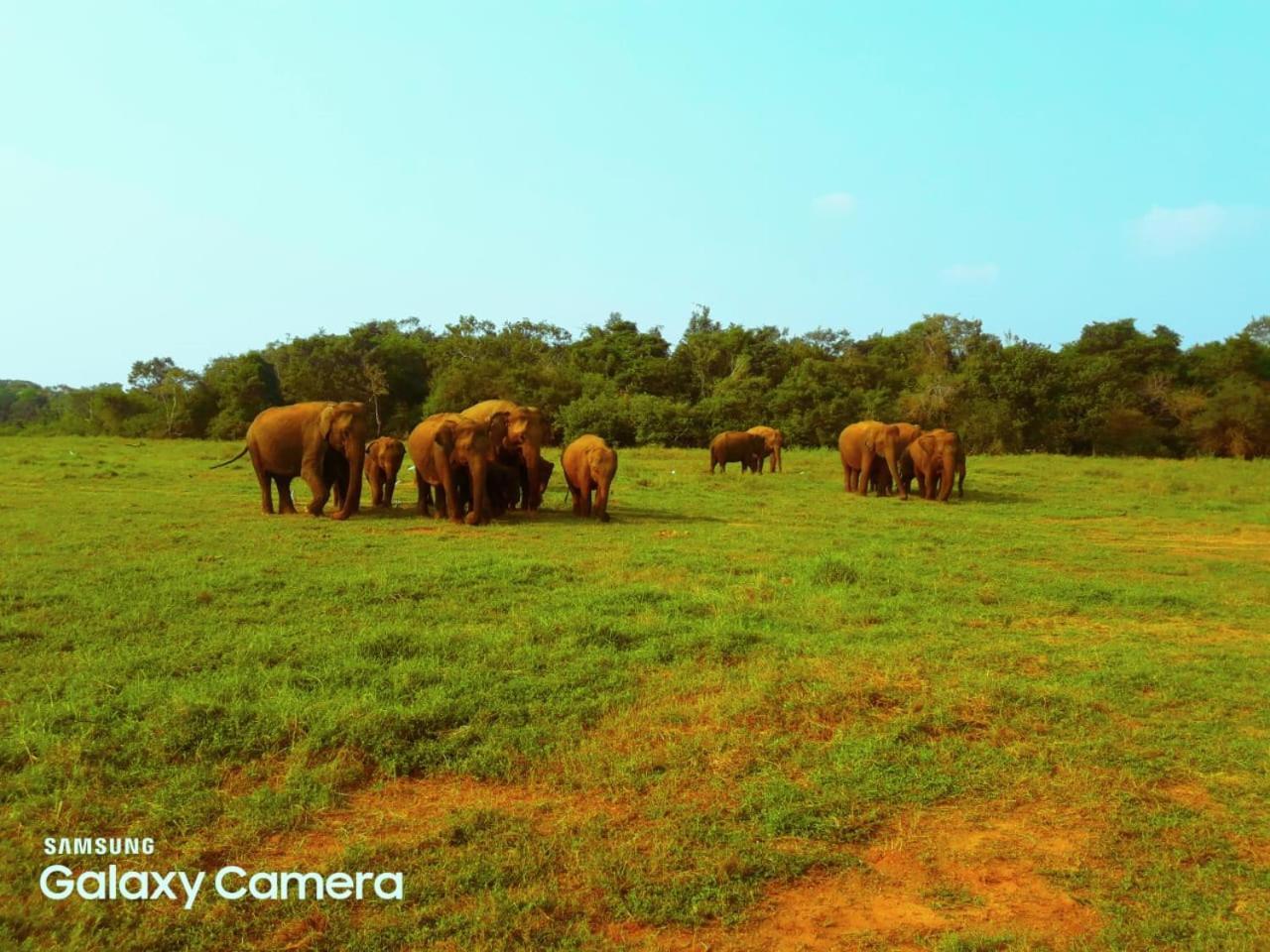Minneriya Jeep Safari ハバラナ エクステリア 写真