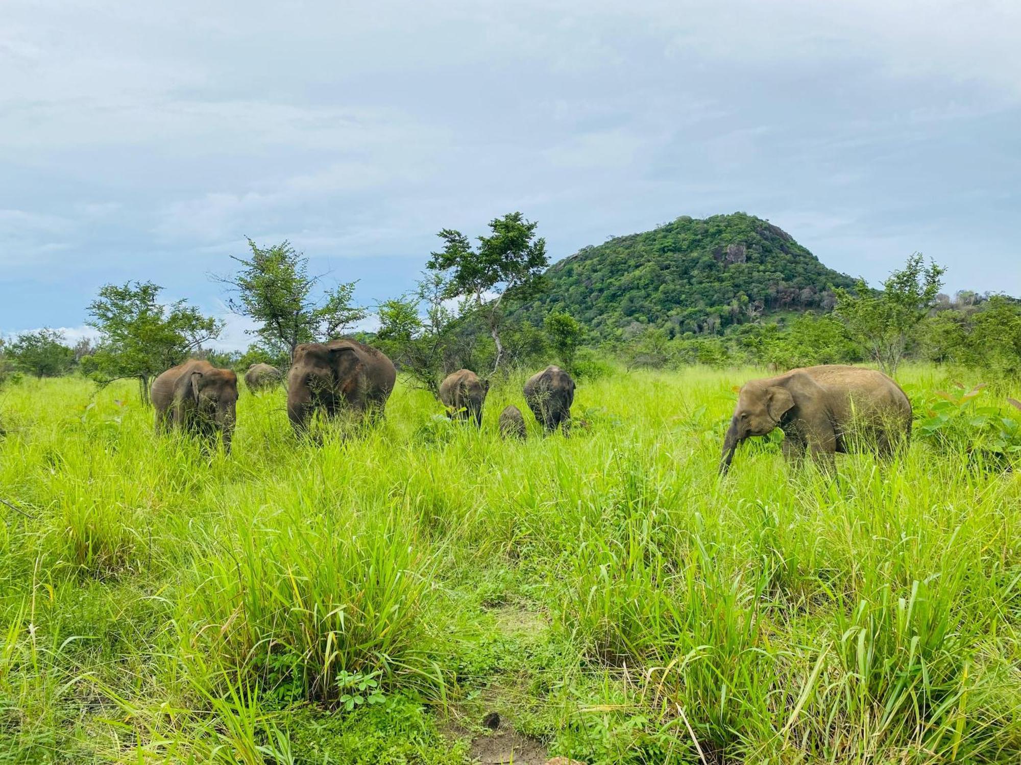Minneriya Jeep Safari ハバラナ エクステリア 写真